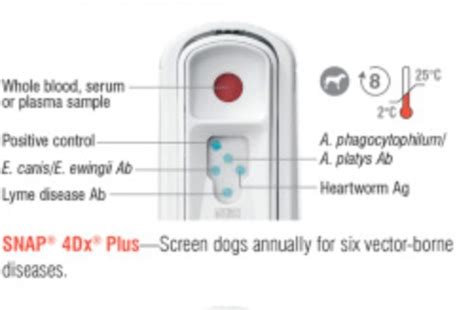 heartworm test 4dx